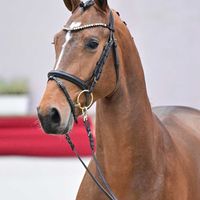 Hengst V. For Pleasure - Diamant de Semilly