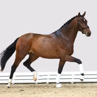 Hengst von Diamond First X Veneziano