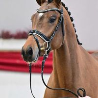 Hengst V. Dia Corrado - Kasanova de La Pomme