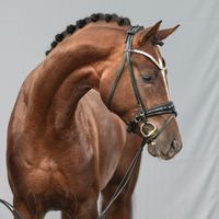 Toto Gold / Floriscount