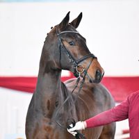 Hengst V. Askari - Captain Olympic