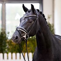 Finest / Dressage Royal