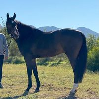 Johnnie Walker Limited Edition