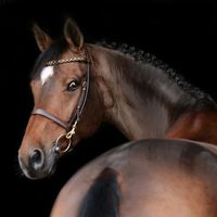 Pilothago's Wundertüte