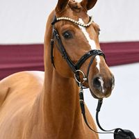 Hengst von Emerald van het Ruytershof / Kannan / Lux