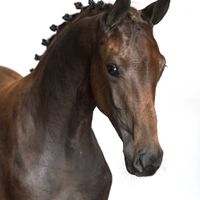 Usina van 'T Studutch