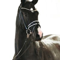 Hengst von Taurus x Floriscount