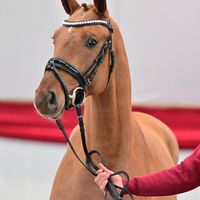 For Donnerhall / Foundation