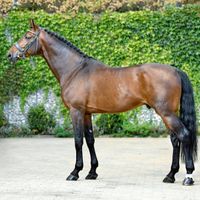 Tannenhof's Chambretto GT