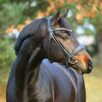 Coeur de Bella Donna