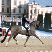 Zen Elite's Bohemian