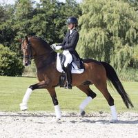 Hesselhoej Donkey Boy