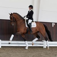 STRAIGHT HORSE FINEST HOUR