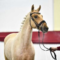 Hengst von Baron (DK) / Quasi Gold MD