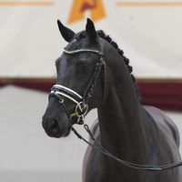 Hengst von Dante's Junior / Zonik