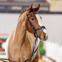 Hengst von Zoom / Franziskus