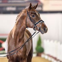 Benicio's Beetle vom Bottlenbe