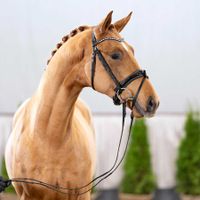 Hengst von Fürst Samarant / Vitalis