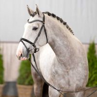 Junghengst von Cellestial / I do it