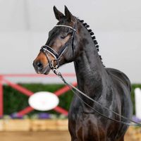 Frankenbach Final Fabio