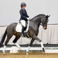 Stute von Fürst von Soest / Fidermark