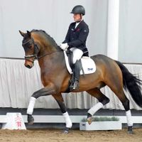 Junghengst von Ampere (NLD) / Rohdiamant