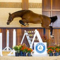 Nout van de Wezelse Heihoeve