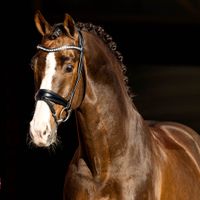 Blue Hors Don Olymbrio