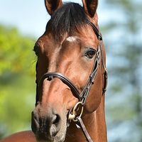 Finishing Touch Wareslage