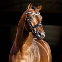 Blue Hors Viconte