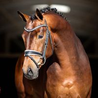 BLUE HORS MONTE CARLO TC