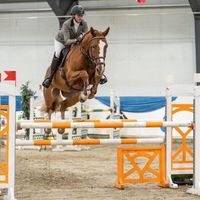 Nandoe Van De Achterhoek