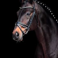 Tannenhof's Chacco Chacco