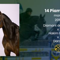 Piamanta V/H Zuid-Pajottenland