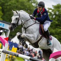 EQUINE AMERICA GRANDINO H