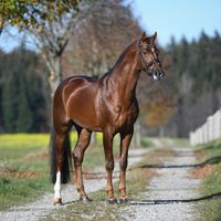 Gut Wettlkam's D'avie FRH