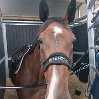 Dedicace Du Maillet Z