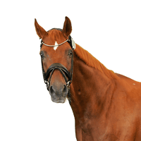 Mount St John Kom Fairy Tale