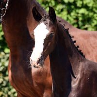 Fohlen von Central Park/Aljano