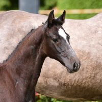 Fohlen von Cornet Obolensky/Clarimo