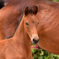 Vaderland`s Glück BS