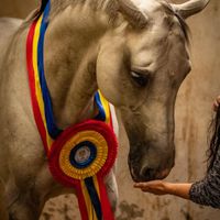 Cader Vd Slagershoeve Z