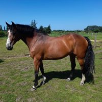 Nalou van Jonckhoeve