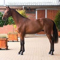 Cayman von der Söhr