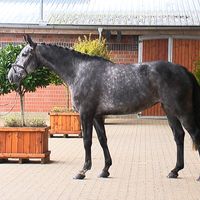 Lorina von der Söhr