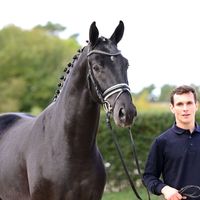 Junghengst von Totilas/San Amour I