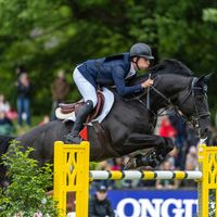 Equine America Q Paravatti N