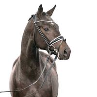 Hengst von Despacito x Benetton Dream