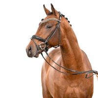 Hengst von For Romance I x Franziskus