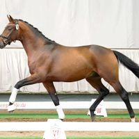 Hengst von Fürst Toto x Stedinger